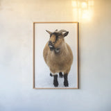 Two Little Goats II by Deborah Revell. shown as a paper print in a natural frame. Available as a archival giclee rolled canvas, fine art paper, or poster print. SKU 96309h.