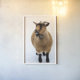 Two Little Goats II by Deborah Revell. shown as a paper print in a white frame. Available as a archival giclee rolled canvas, fine art paper, or poster print. SKU 96309h.