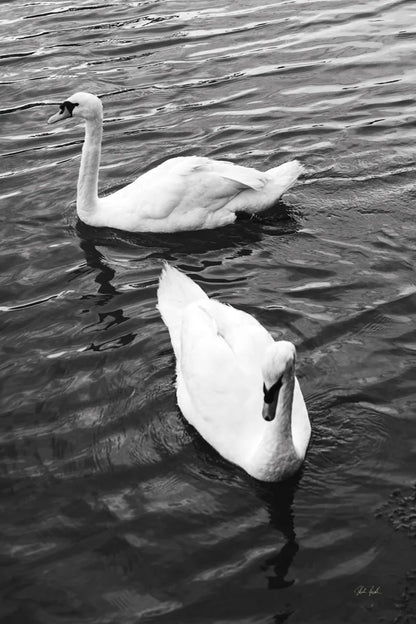 Two Swans by Deborah Revell. SKU 96814h. Archival Giclee Fine art print for wall decor.