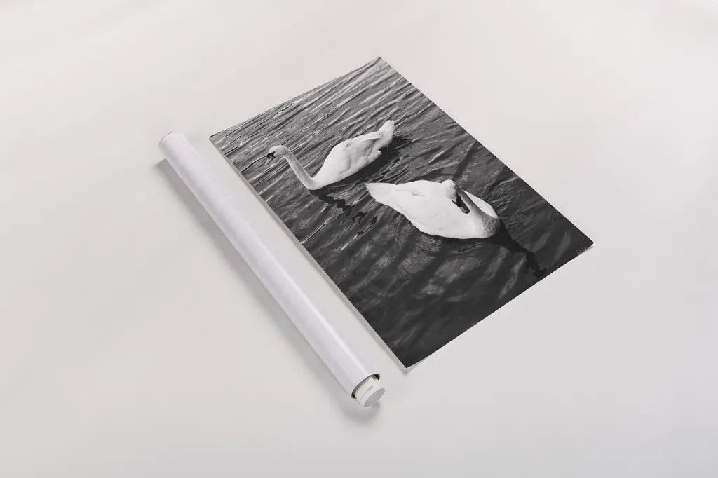 Two Swans by Deborah Revell. shown as a rolled paper print. Available as archival giclee rolled canvas, fine art paper, or poster print. SKU 96814h.