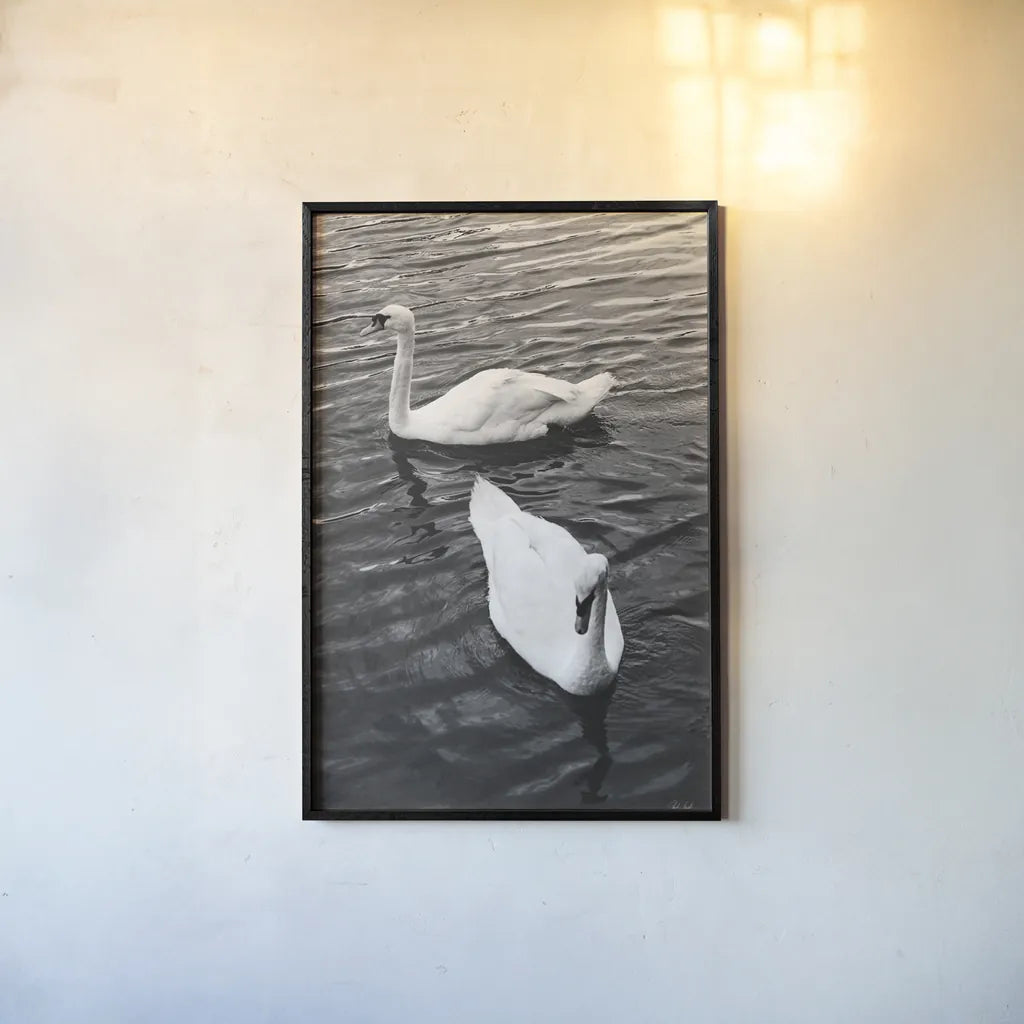 Two Swans by Deborah Revell. shown as a paper print in a black flame. Available as a archival giclee rolled canvas, fine art paper, or poster print. SKU 96814h.