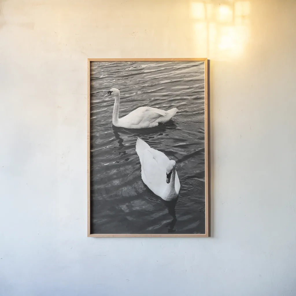Two Swans by Deborah Revell. shown as a paper print in a natural frame. Available as a archival giclee rolled canvas, fine art paper, or poster print. SKU 96814h.