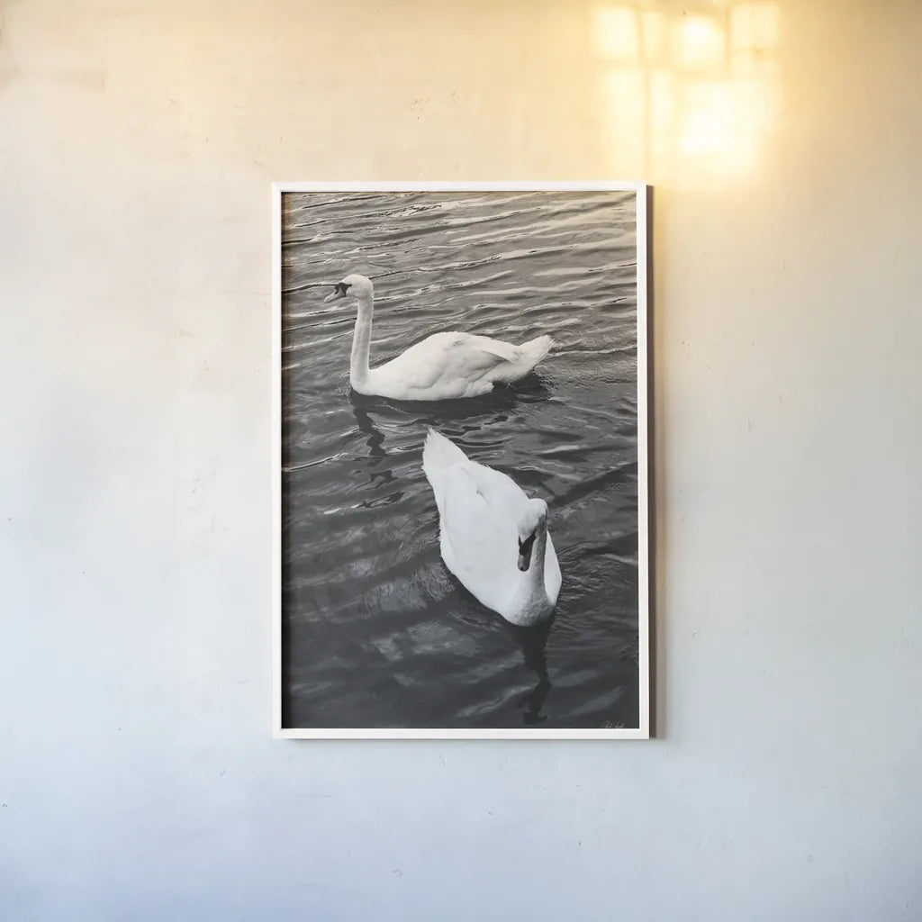 Two Swans by Deborah Revell. shown as a paper print in a white frame. Available as a archival giclee rolled canvas, fine art paper, or poster print. SKU 96814h.