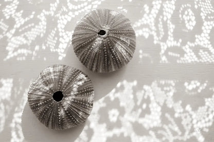 Urchins in Lace I by Deborah Revell. SKU 94292i. Archival Giclee Fine art print for wall decor.