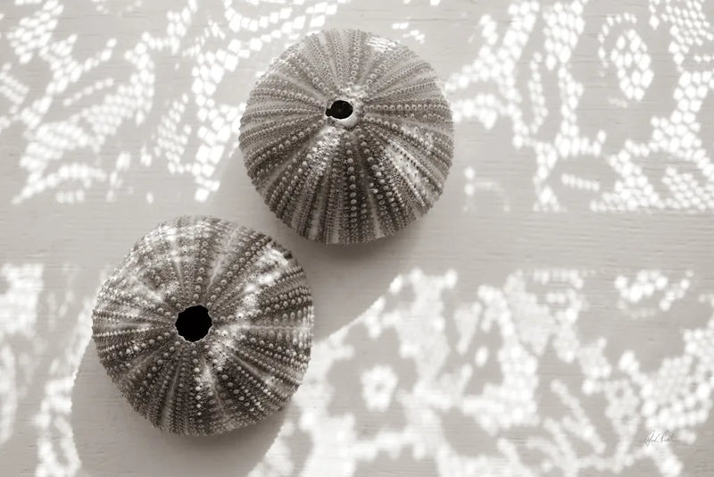 Urchins in Lace I by Deborah Revell. SKU 94292i. Archival Giclee Fine art print for wall decor.