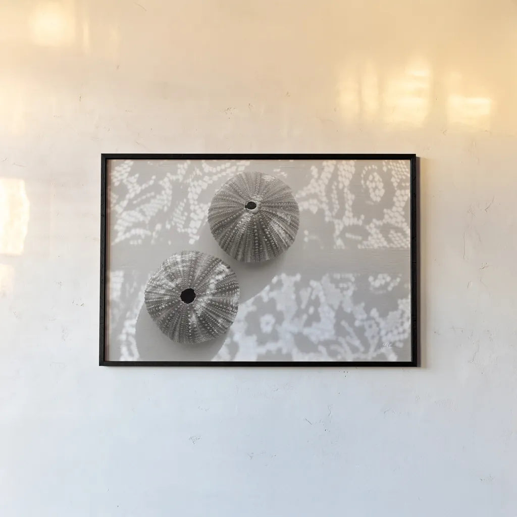 Urchins in Lace I by Deborah Revell. shown as a paper print in a black flame. Available as a archival giclee rolled canvas, fine art paper, or poster print. SKU 94292i.