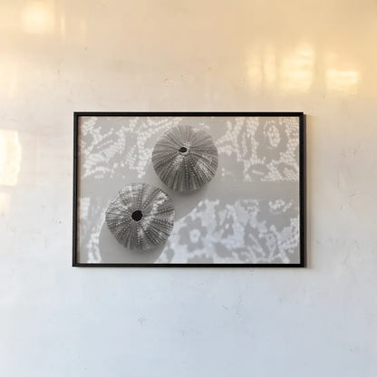 Urchins in Lace I by Deborah Revell. shown as a paper print in a black flame. Available as a archival giclee rolled canvas, fine art paper, or poster print. SKU 94292i.