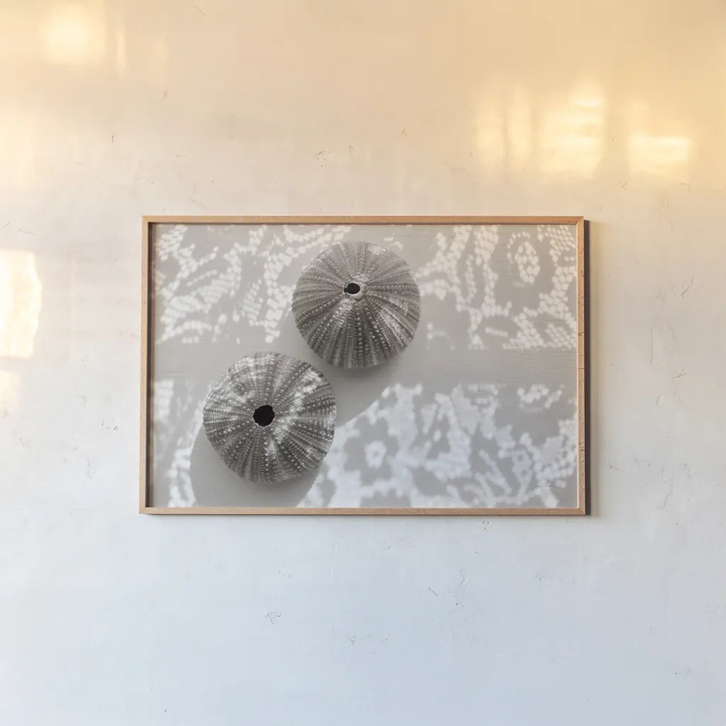 Urchins in Lace I by Deborah Revell. shown as a paper print in a natural frame. Available as a archival giclee rolled canvas, fine art paper, or poster print. SKU 94292i.