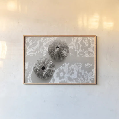 Urchins in Lace I by Deborah Revell. shown as a paper print in a natural frame. Available as a archival giclee rolled canvas, fine art paper, or poster print. SKU 94292i.