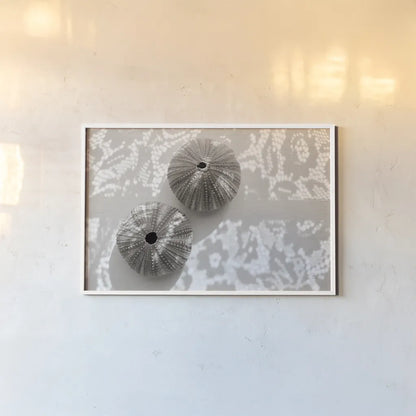 Urchins in Lace I by Deborah Revell. shown as a paper print in a white frame. Available as a archival giclee rolled canvas, fine art paper, or poster print. SKU 94292i.