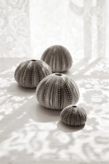 Urchins in Lace II by Deborah Revell. SKU 94293h. Archival Giclee Fine art print for wall decor.