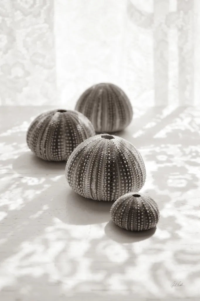 Urchins in Lace II by Deborah Revell. SKU 94293h. Archival Giclee Fine art print for wall decor.