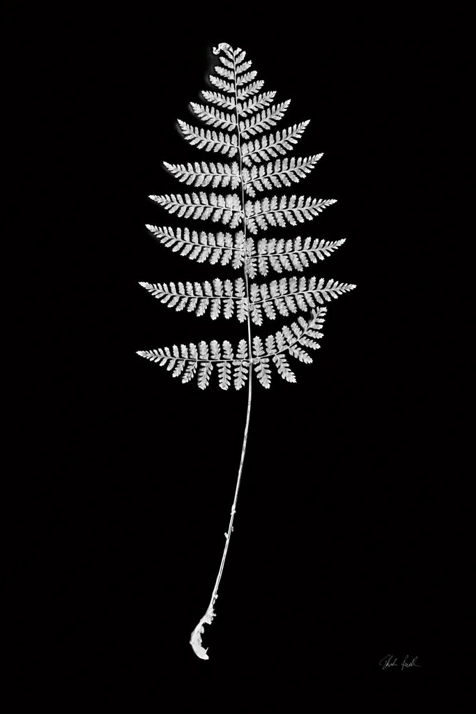 Vermont Fern by Deborah Revell. SKU 92204h. Archival Giclee Fine art print for wall decor.