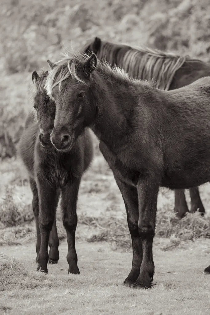Vertical Ponies by Deborah Revell. SKU 94288h. Archival Giclee Fine art print for wall decor.