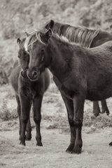 Vertical Ponies by Deborah Revell. SKU 94288h. Archival Giclee Fine art print for wall decor.