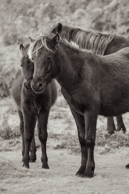 Vertical Ponies by Deborah Revell. SKU 94288h. Archival Giclee Fine art print for wall decor.