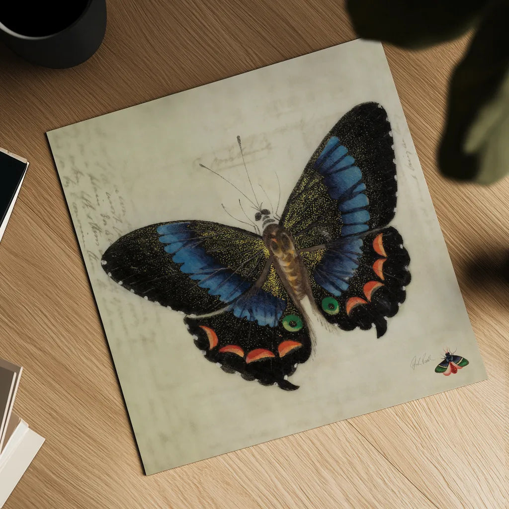 Vintage Blue Butterfly by Deborah Revell. Shown as a detailed flat fine art print, highlighting archival giclee quality. Available as an archival giclee rolled canvas, fine art paper, or poster print. SKU 91130a.