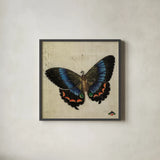 Vintage Blue Butterfly by Deborah Revell. Shown in a sleek black glass frame for a contemporary gallery look. Available as an archival giclee rolled canvas, fine art paper, or poster print. SKU 91130a.
