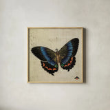 Vintage Blue Butterfly by Deborah Revell. Shown in a natural wood glass frame for a timeless modern aesthetic. Available as an archival giclee rolled canvas, fine art paper, or poster print. SKU 91130a.