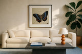 Vintage Blue Butterfly by Deborah Revell. Displayed in a glass frame with matte in a clean modern living room. Available as an archival giclee rolled canvas, fine art paper, or poster print. SKU 91130a.