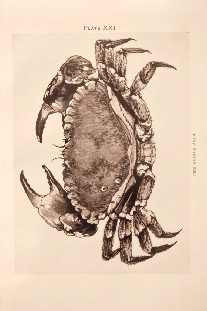 Vintage Crab by Deborah Revell. SKU 95171h. Archival Giclee Fine art print for wall decor.