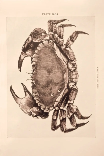 Vintage Crab by Deborah Revell. SKU 95171h. Archival Giclee Fine art print for wall decor.