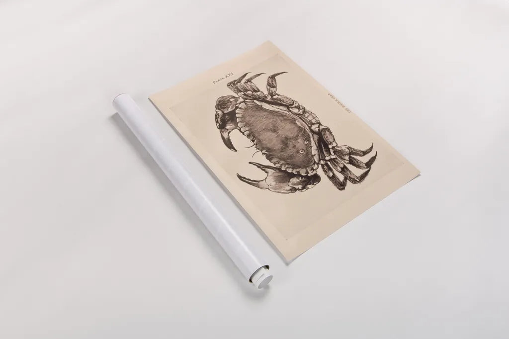 Vintage Crab by Deborah Revell. shown as a rolled paper print. Available as archival giclee rolled canvas, fine art paper, or poster print. SKU 95171h.
