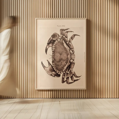 Vintage Crab by Deborah Revell. shown as over sized large wall art. Available as an archival giclee rolled canvas, fine art paper, or poster print. SKU 95171h.