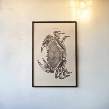 Vintage Crab by Deborah Revell. shown as a paper print in a black flame. Available as a archival giclee rolled canvas, fine art paper, or poster print. SKU 95171h.