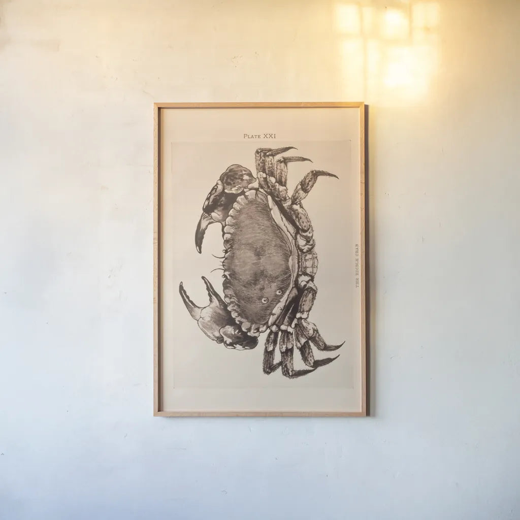 Vintage Crab by Deborah Revell. shown as a paper print in a natural frame. Available as a archival giclee rolled canvas, fine art paper, or poster print. SKU 95171h.