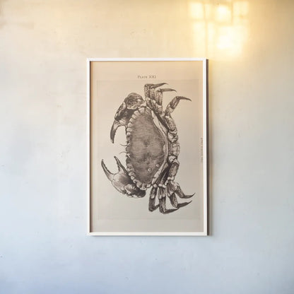 Vintage Crab by Deborah Revell. shown as a paper print in a white frame. Available as a archival giclee rolled canvas, fine art paper, or poster print. SKU 95171h.