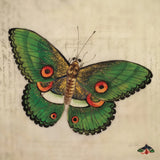 Vintage Green Butterfly by Deborah Revell. SKU 91131a. Archival Giclee Fine art print for wall decor.