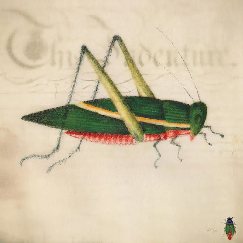 Vintage Green Grasshopper by Deborah Revell. SKU 91136a. Archival Giclee Fine art print for wall decor.