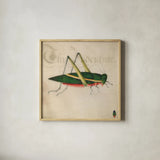 Vintage Green Grasshopper by Deborah Revell. Shown in a natural wood glass frame for a timeless modern aesthetic. Available as an archival giclee rolled canvas, fine art paper, or poster print. SKU 91136a.