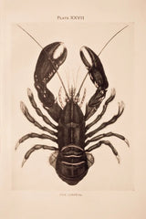 Vintage Lobster by Deborah Revell. SKU 95172h. Archival Giclee Fine art print for wall decor.