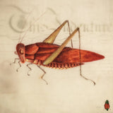 Vintage Red Grasshopper by Deborah Revell. SKU 91137a. Archival Giclee Fine art print for wall decor.