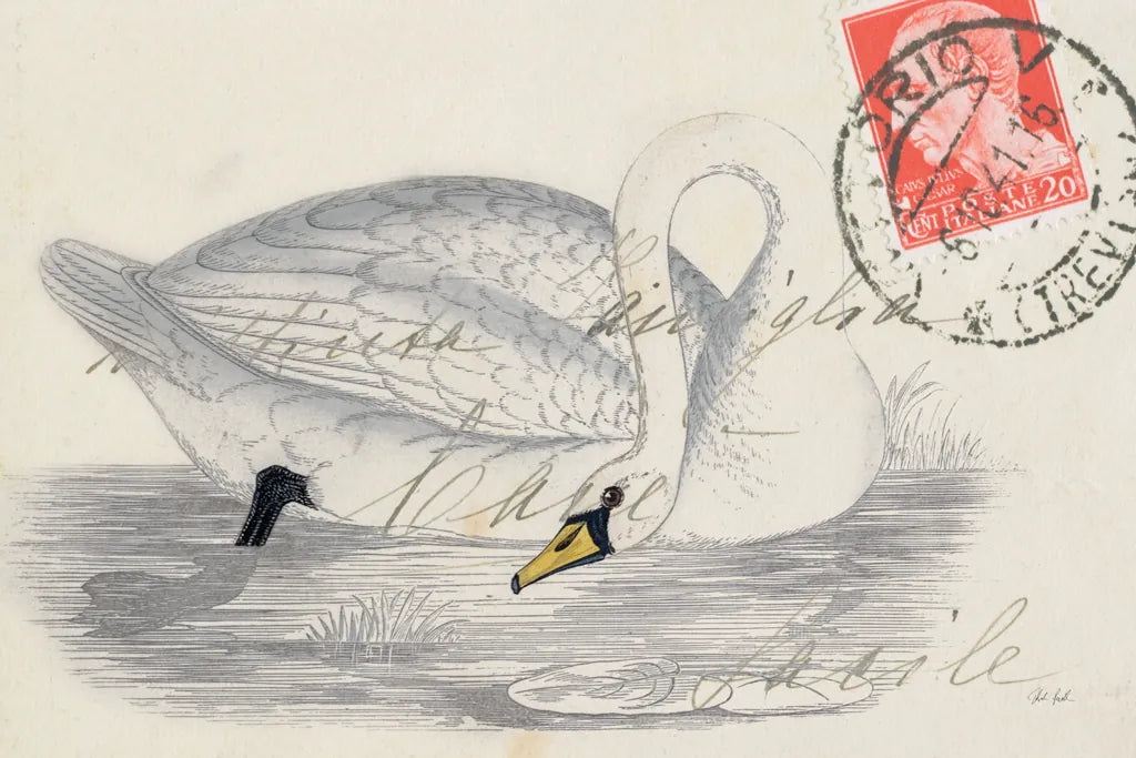 Vintage Swan by Deborah Revell. SKU 100615i. Archival Giclee Fine art print for wall decor.