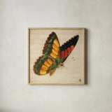 Vintage Yellow Butterfly by Deborah Revell. Shown in a natural wood glass frame for a timeless modern aesthetic. Available as an archival giclee rolled canvas, fine art paper, or poster print. SKU 91128a.
