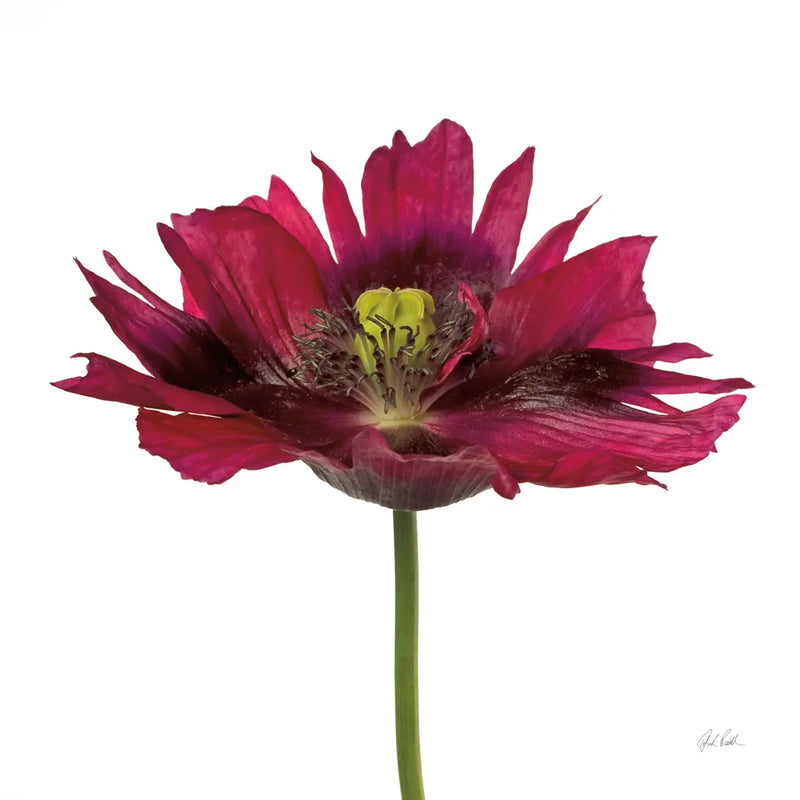 Viridiflora Tulip by Deborah Revell. SKU 104468a. Archival Giclee Fine art print for wall decor.