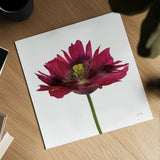 Viridiflora Tulip by Deborah Revell. Shown as a detailed flat fine art print, highlighting archival giclee quality. Available as an archival giclee rolled canvas, fine art paper, or poster print. SKU 104468a.