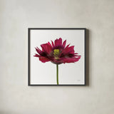 Viridiflora Tulip by Deborah Revell. Shown in a sleek black glass frame for a contemporary gallery look. Available as an archival giclee rolled canvas, fine art paper, or poster print. SKU 104468a.