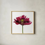 Viridiflora Tulip by Deborah Revell. Shown in a natural wood glass frame for a timeless modern aesthetic. Available as an archival giclee rolled canvas, fine art paper, or poster print. SKU 104468a.