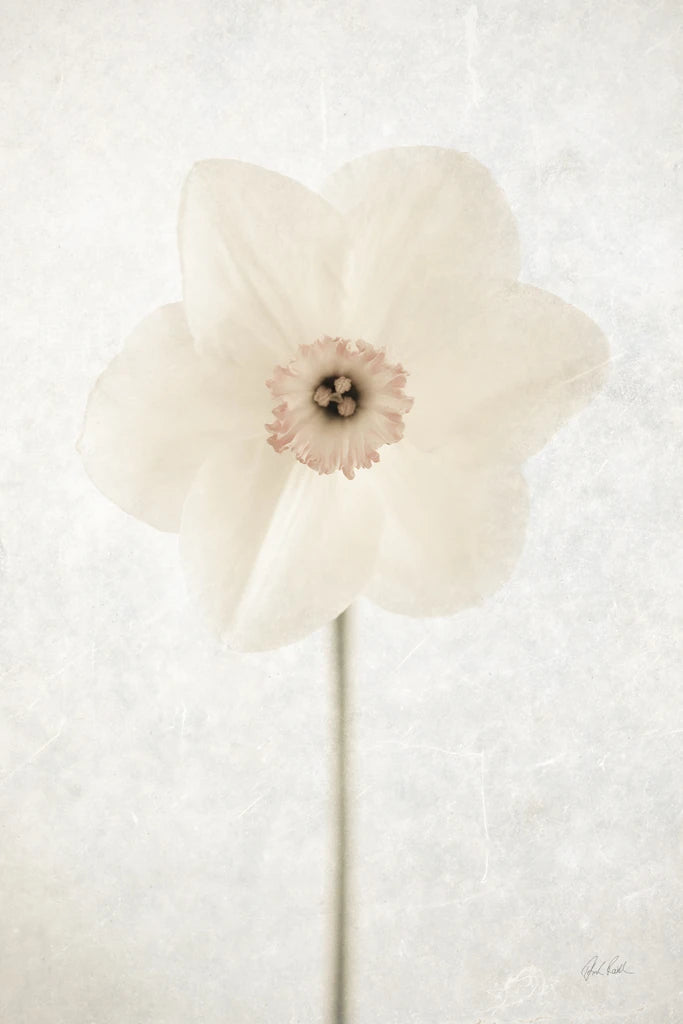 White Daffodil by Deborah Revell