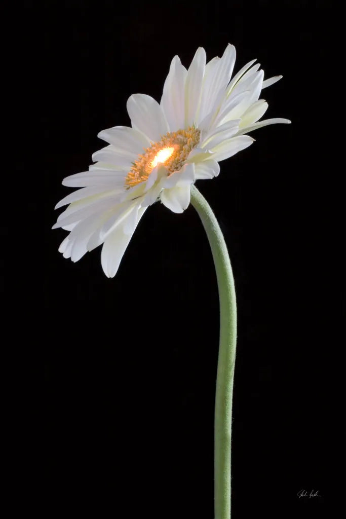 White Gerber Light by Deborah Revell. SKU 95332h. Archival Giclee Fine art print for wall decor.