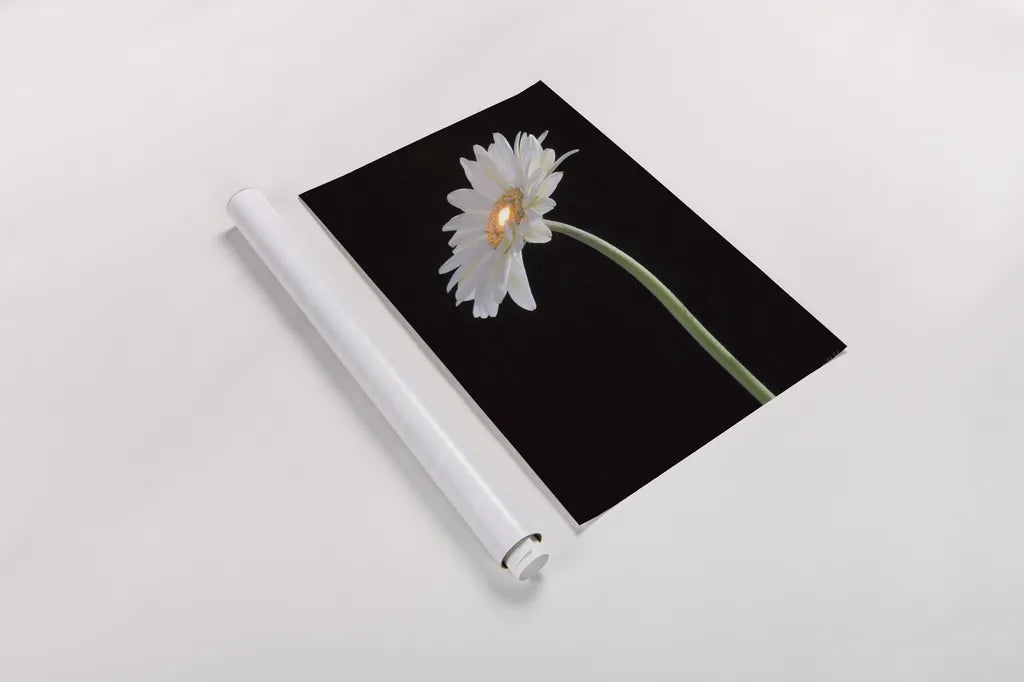 White Gerber Light by Deborah Revell. shown as a rolled paper print. Available as archival giclee rolled canvas, fine art paper, or poster print. SKU 95332h.