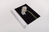 White Gerber Light by Deborah Revell. shown as a rolled paper print. Available as archival giclee rolled canvas, fine art paper, or poster print. SKU 95332h.
