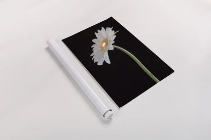 White Gerber Light by Deborah Revell. shown as a rolled paper print. Available as archival giclee rolled canvas, fine art paper, or poster print. SKU 95332h.