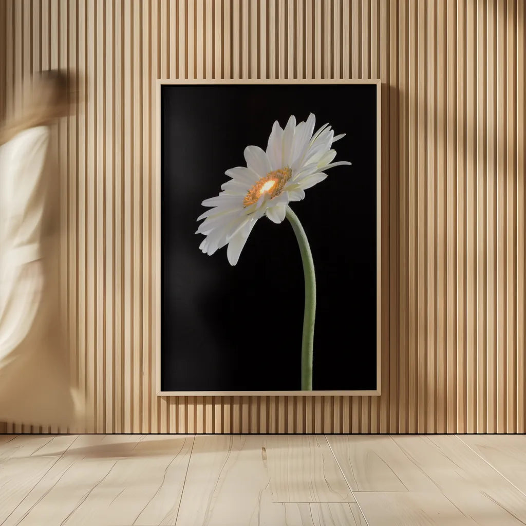 White Gerber Light by Deborah Revell. shown as over sized large wall art. Available as an archival giclee rolled canvas, fine art paper, or poster print. SKU 95332h.