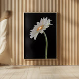 White Gerber Light by Deborah Revell. shown as over sized large wall art. Available as an archival giclee rolled canvas, fine art paper, or poster print. SKU 95332h.