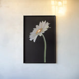 White Gerber Light by Deborah Revell. shown as a paper print in a black flame. Available as a archival giclee rolled canvas, fine art paper, or poster print. SKU 95332h.